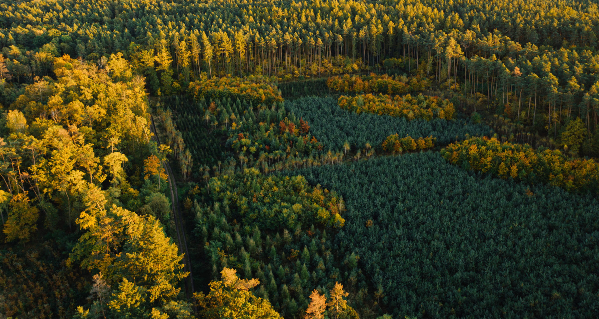 umwelt wald luftaufnahme